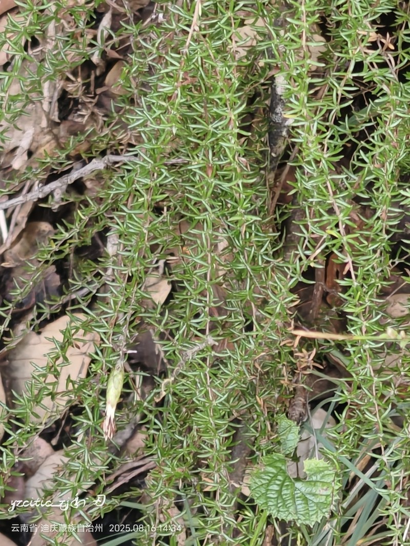 Pertya phylicoides
