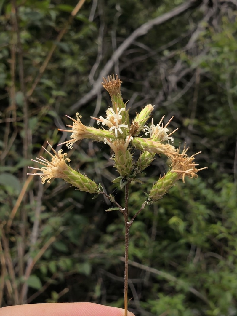 Pertya phylicoides photo 2