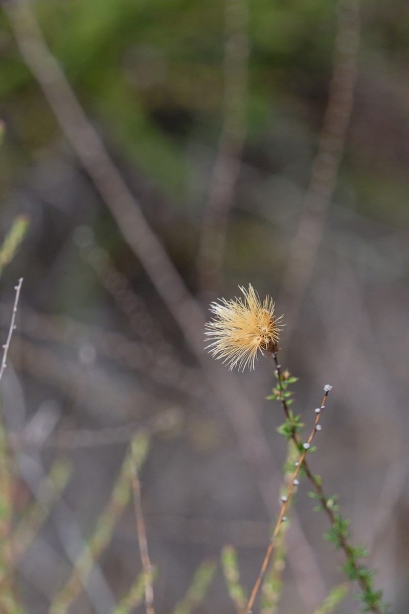 Pertya phylicoides photo 3