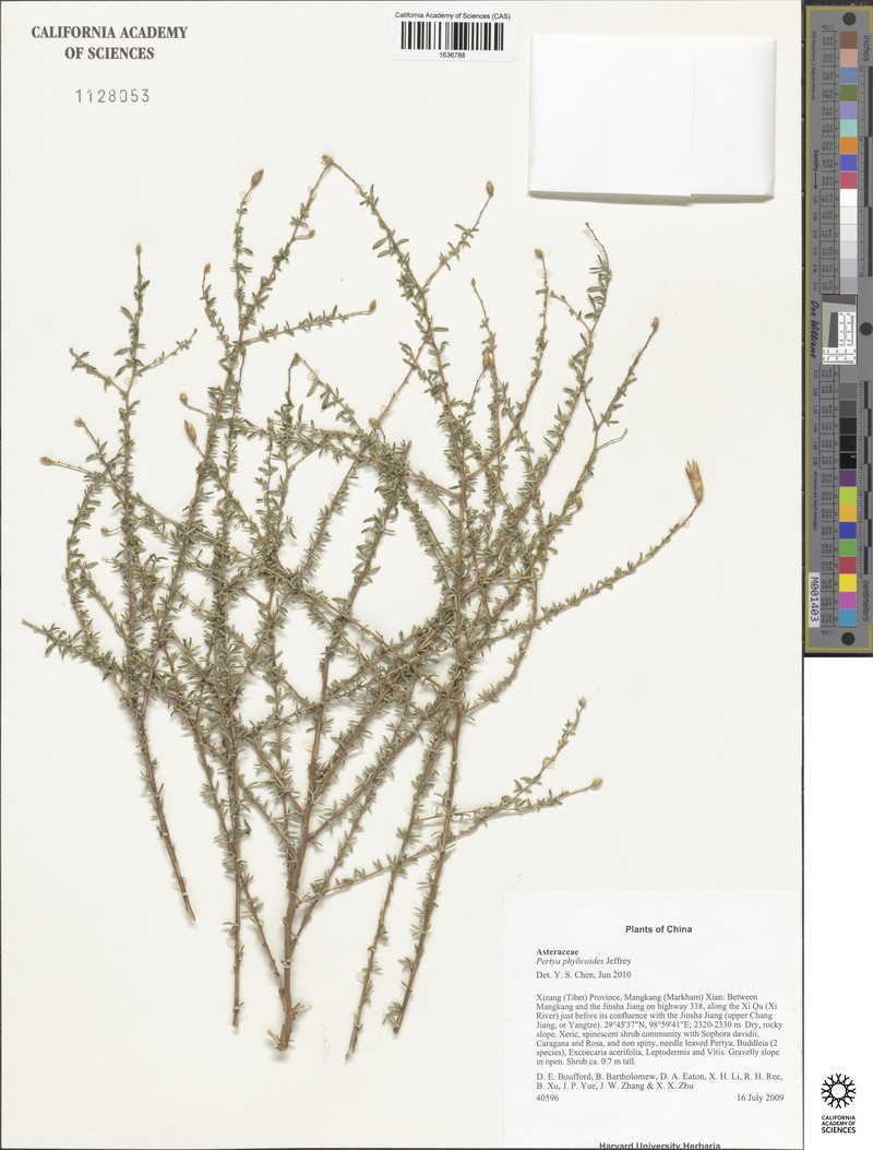 Pertya phylicoides photo 4
