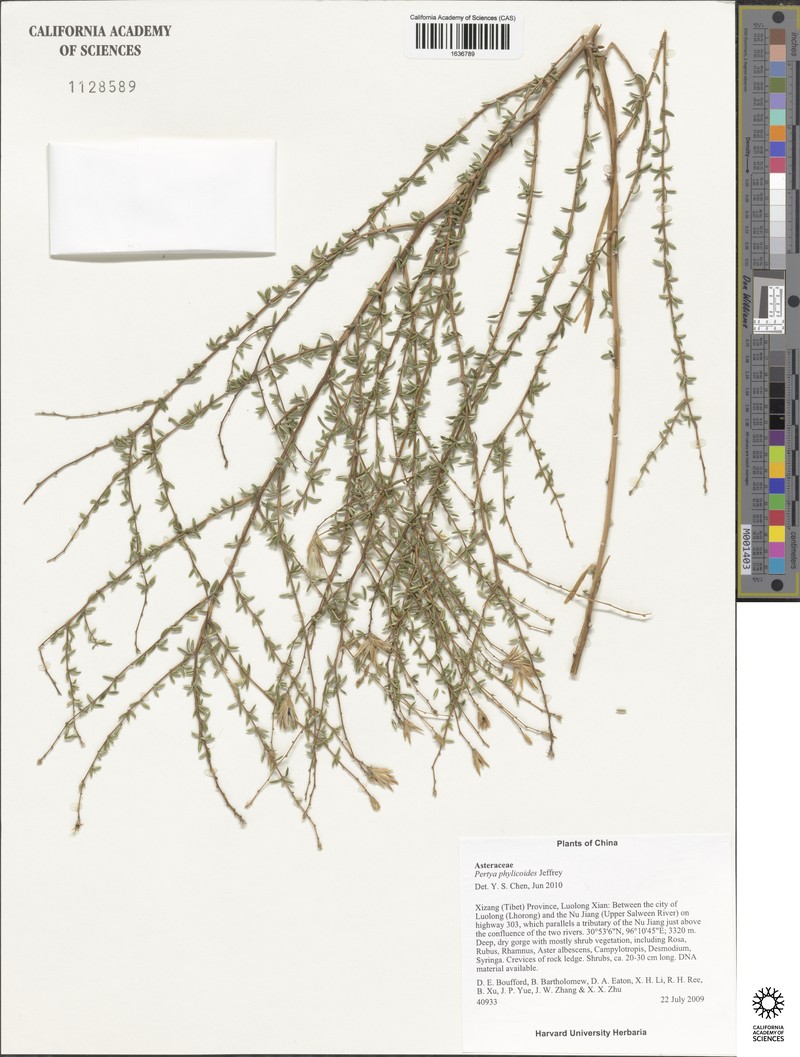 Pertya phylicoides photo 5