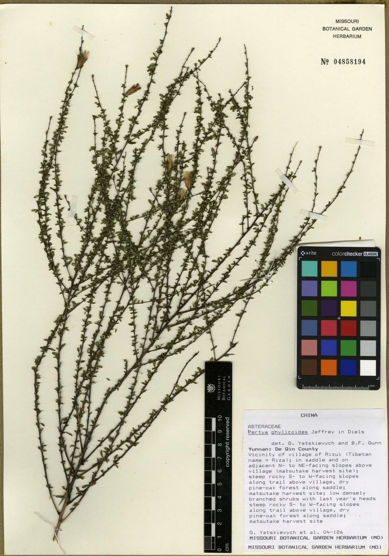 Pertya phylicoides photo 6