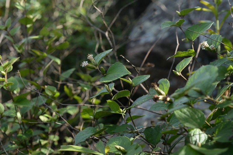 Pertya pubescens