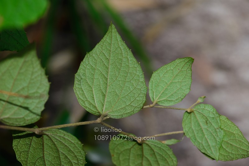 Pertya pubescens photo 2