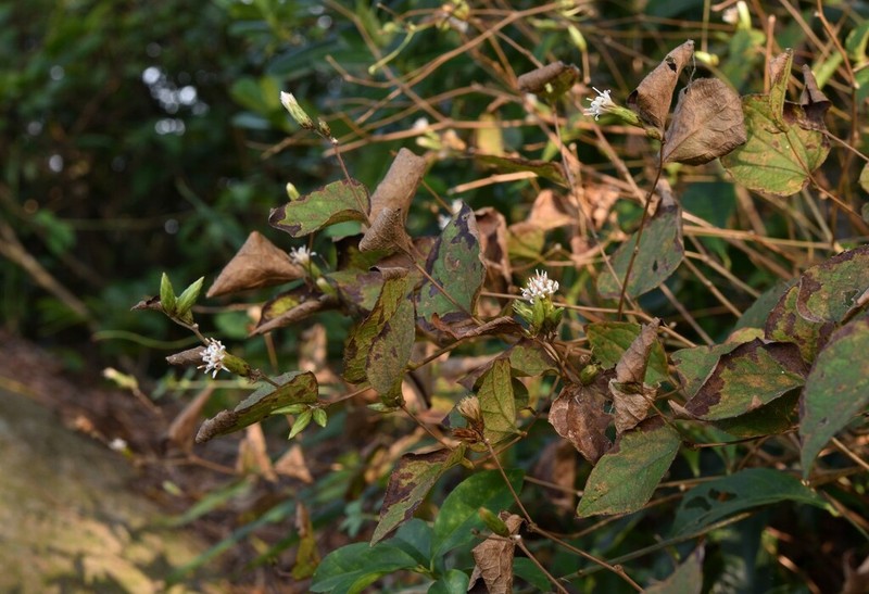 Pertya pubescens photo 5