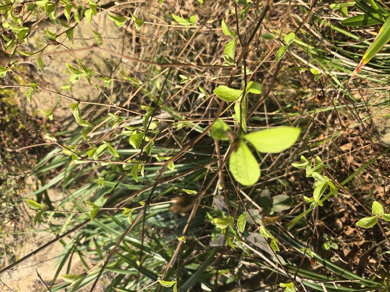 Pertya pubescens photo 8