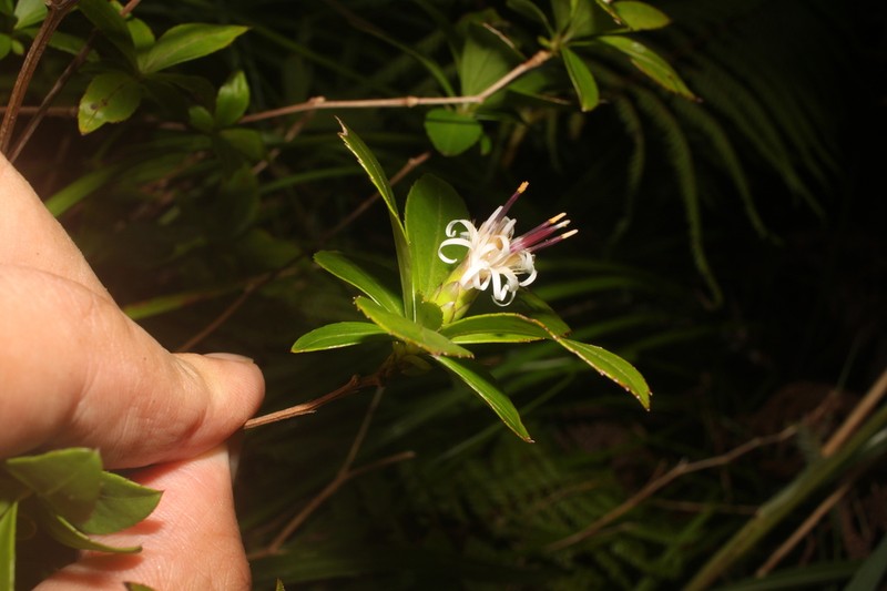 Pertya yakushimensis