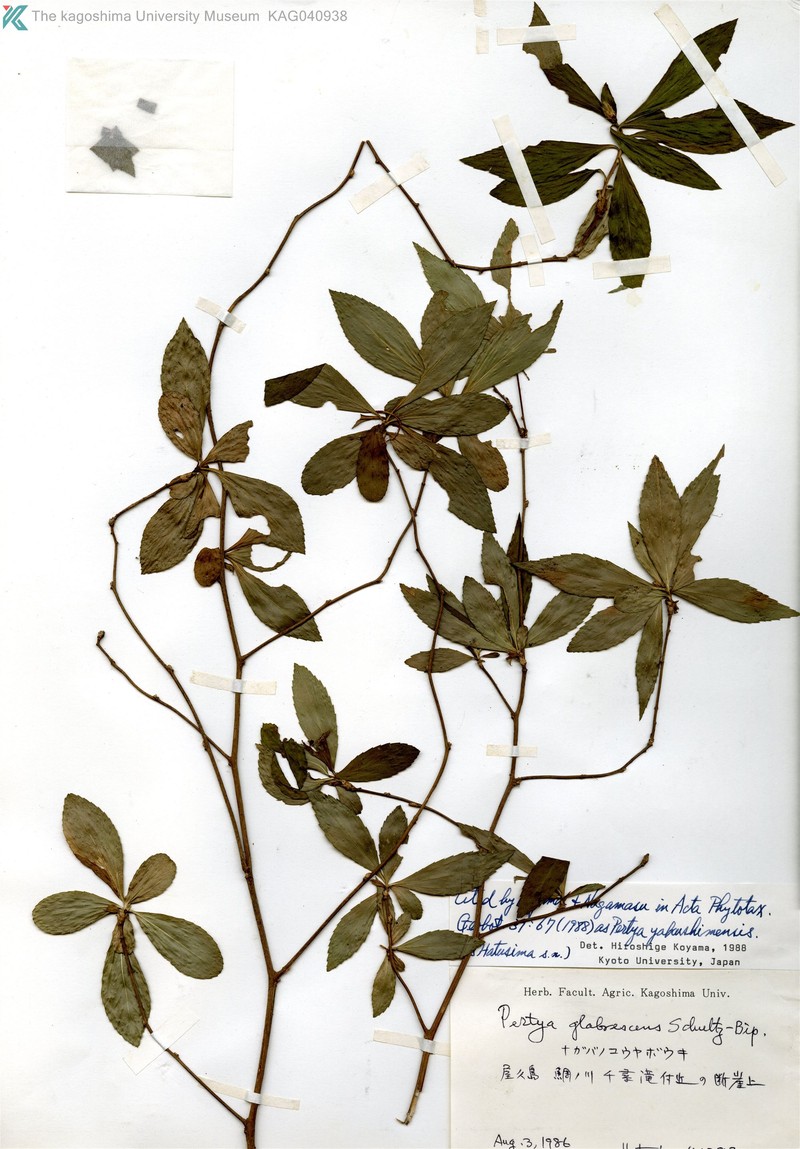 Pertya yakushimensis photo 2