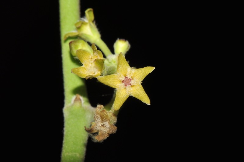 Peruviasclepias aliciae