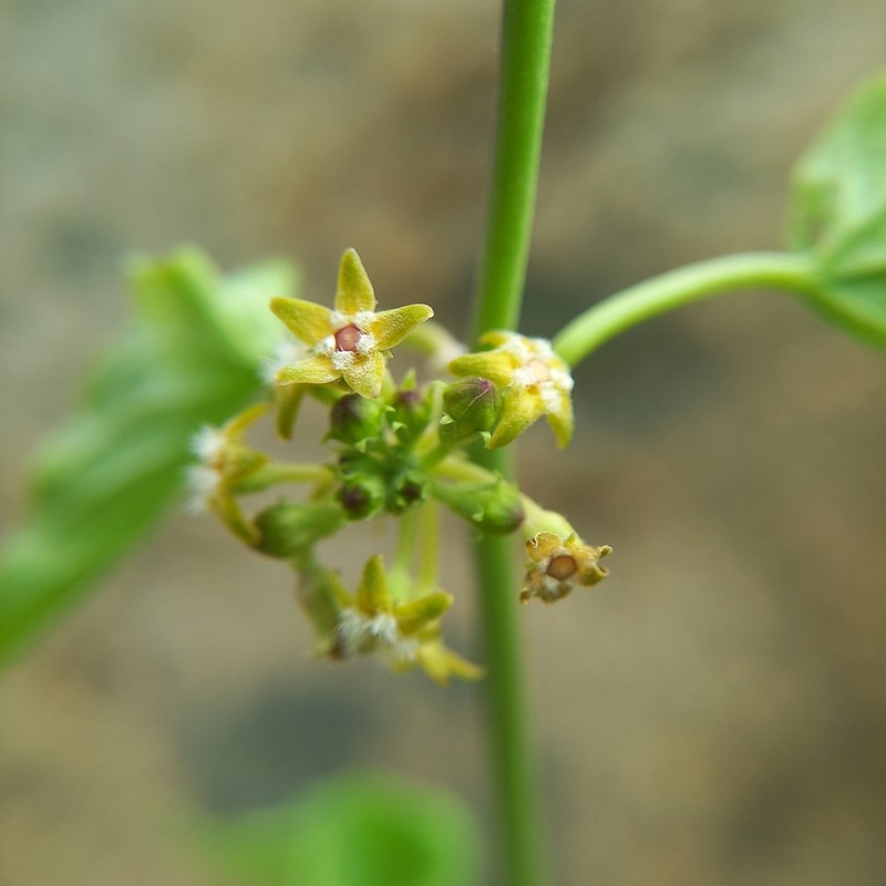 Peruviasclepias aliciae photo 2