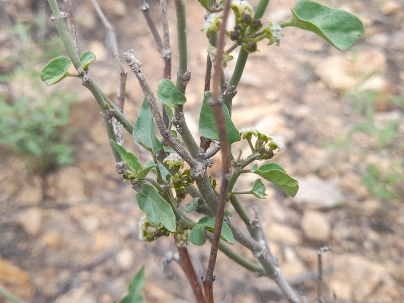 Peruviasclepias aliciae photo 3