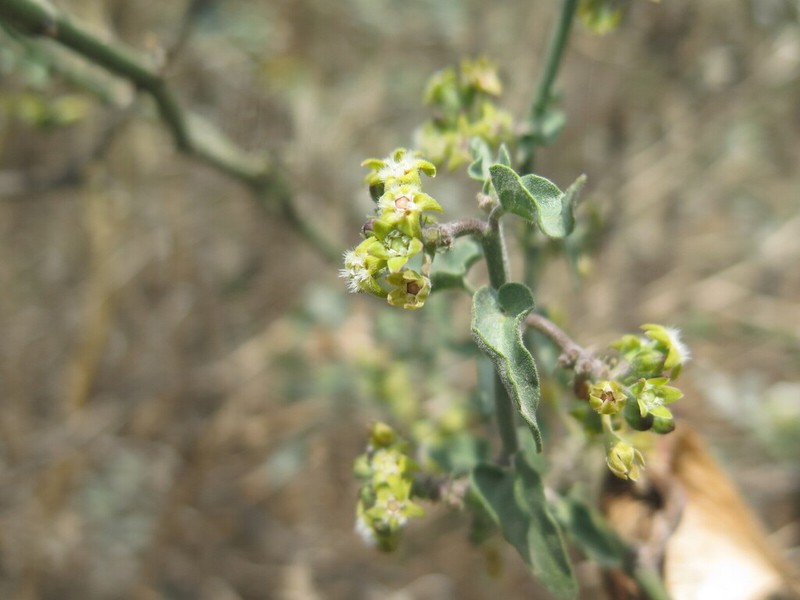 Peruviasclepias aliciae photo 4