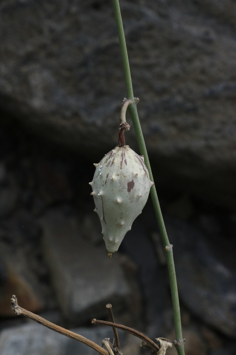 Peruviasclepias aliciae photo 5