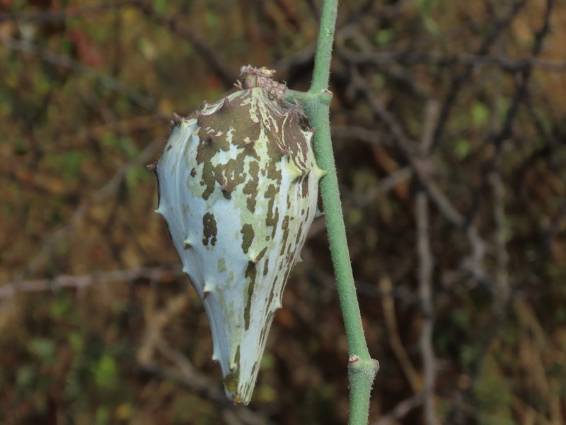 Peruviasclepias aliciae photo 6