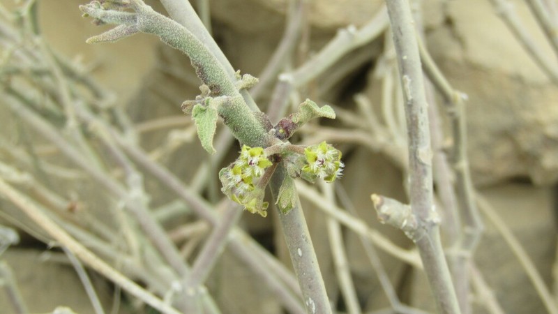 Peruviasclepias aliciae photo 7