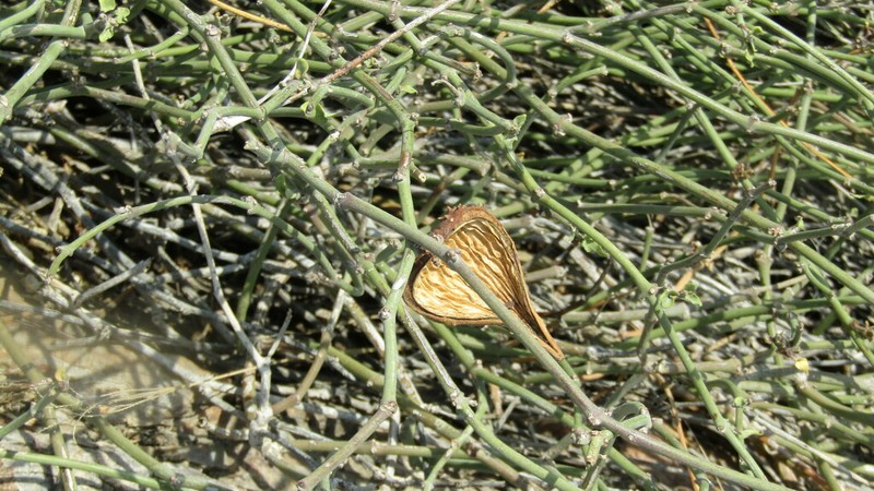 Peruviasclepias aliciae photo 8