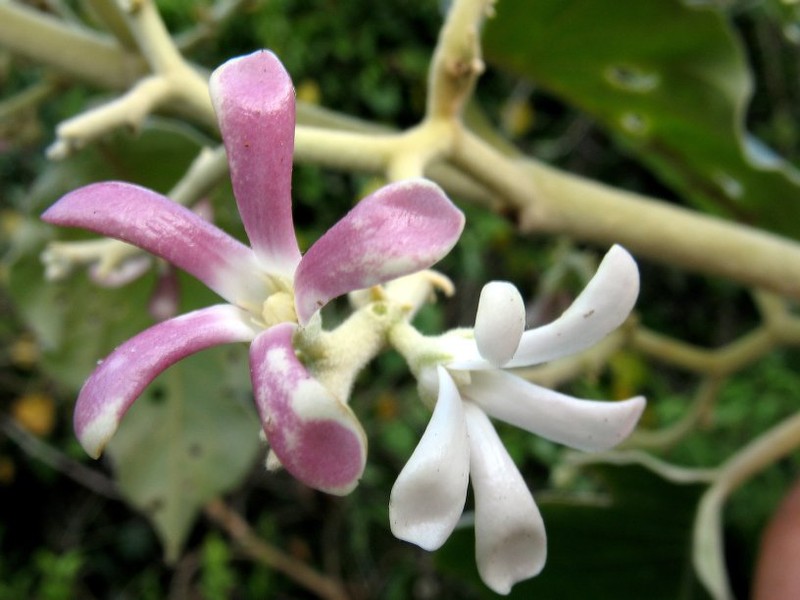 Pervillaea lanata