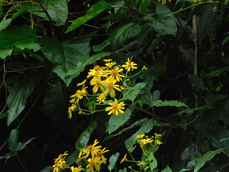 Perymeniopsis ovalifolia photo 2