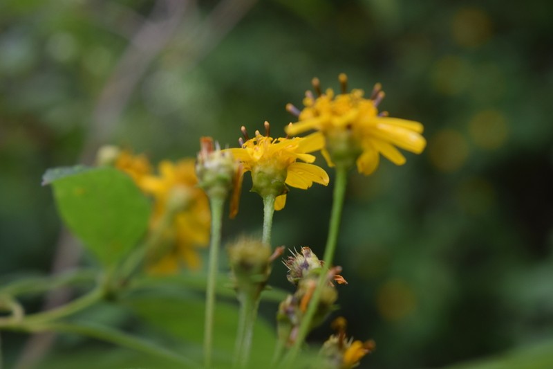 Perymeniopsis ovalifolia photo 3