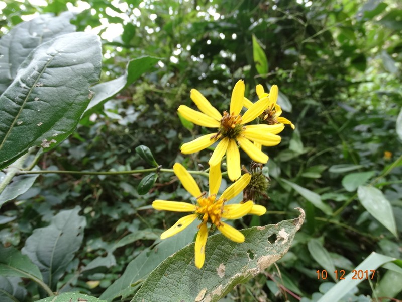 Perymeniopsis ovalifolia photo 4