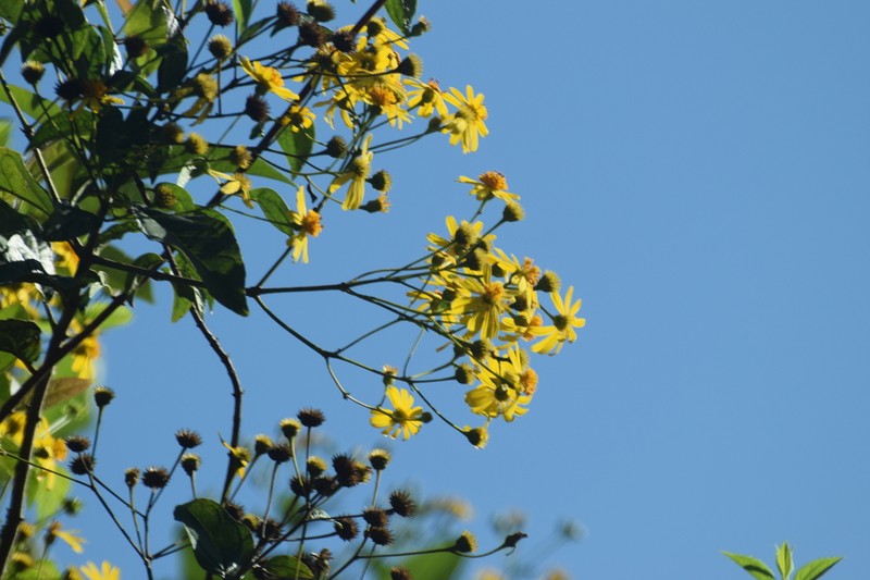 Perymeniopsis ovalifolia photo 5