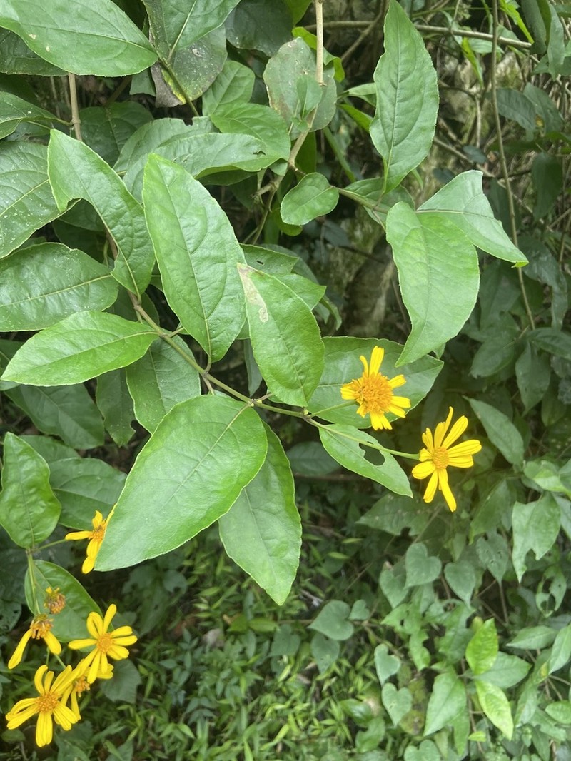Perymeniopsis ovalifolia photo 6