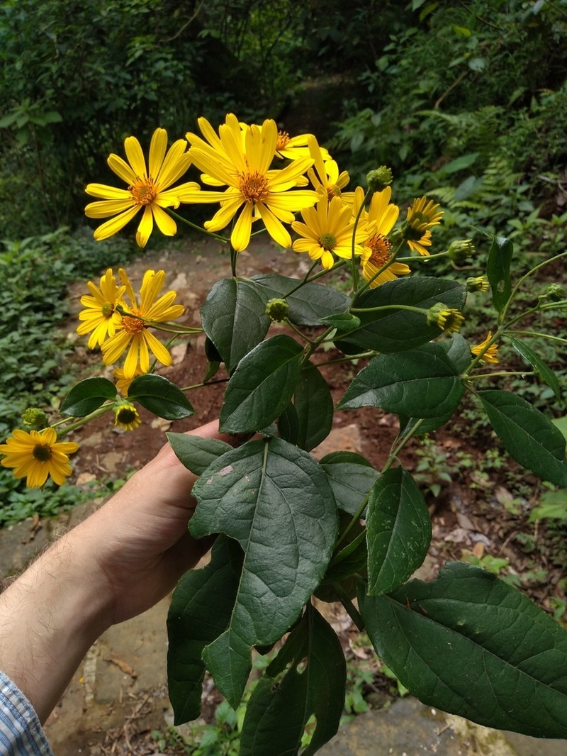 Perymeniopsis ovalifolia photo 7