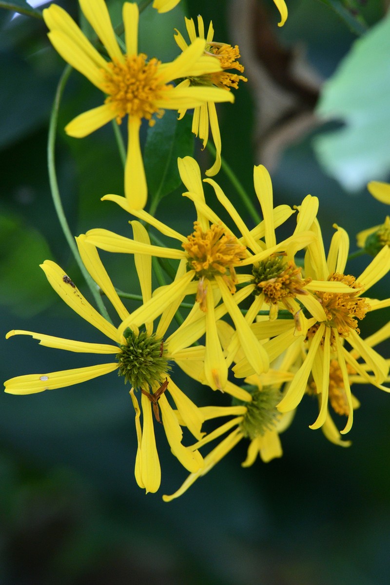Perymeniopsis ovalifolia photo 8
