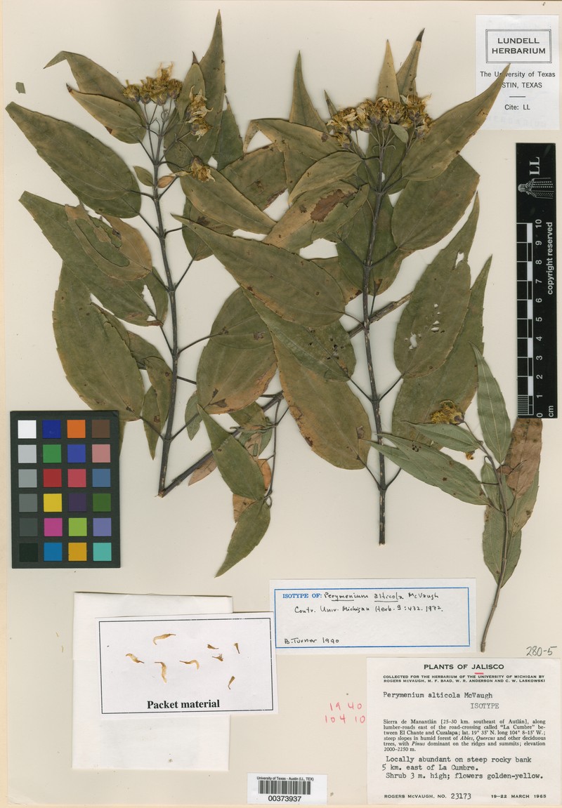 Perymenium alticola