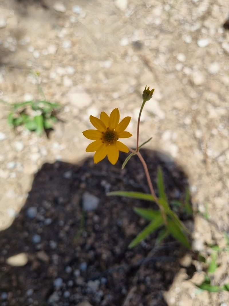 Perymenium basaseachicanum