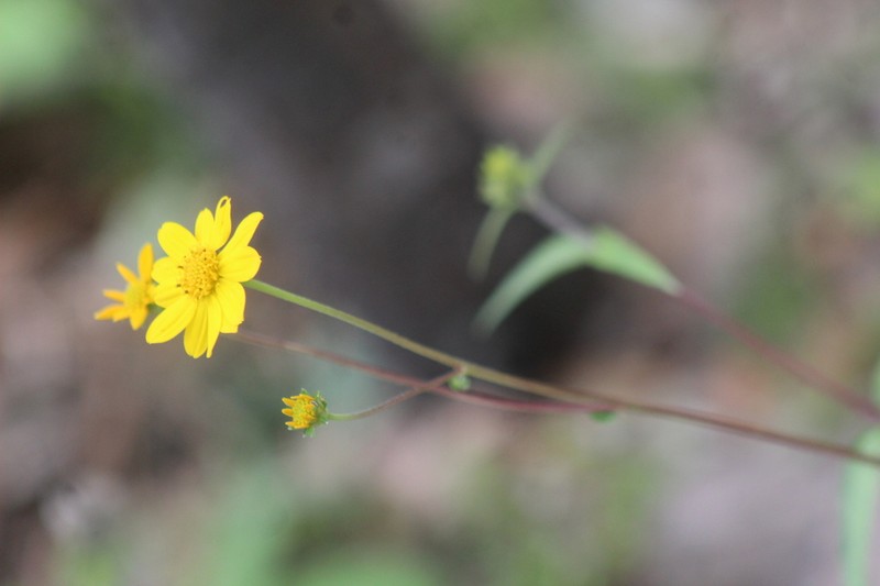 Perymenium basaseachicanum photo 2