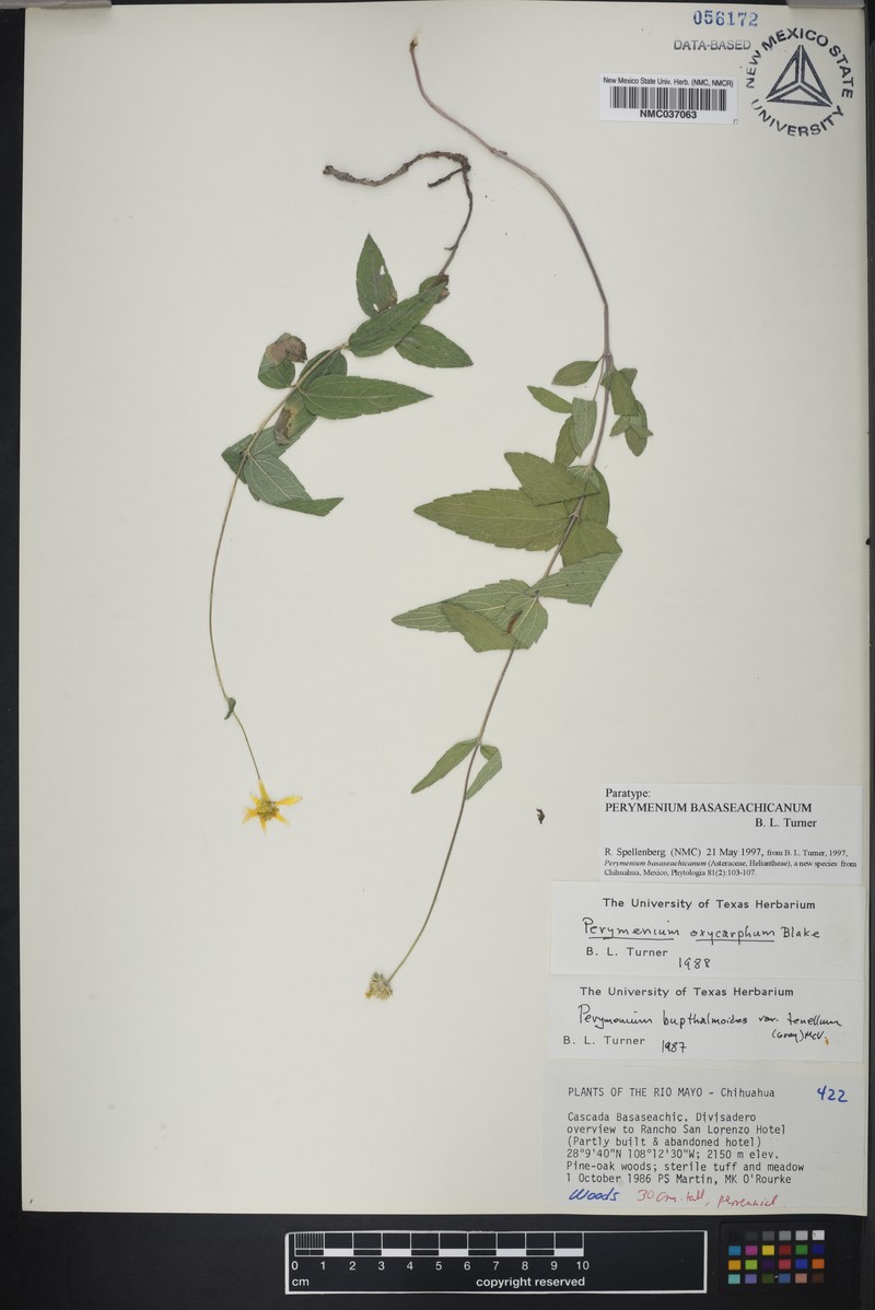 Perymenium basaseachicanum photo 4