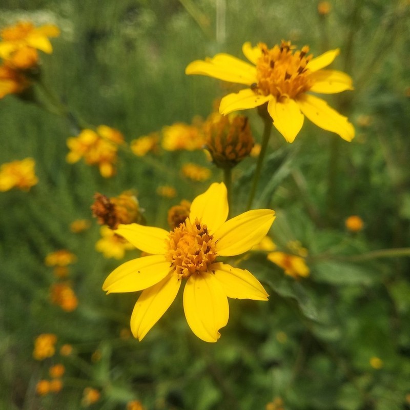 Perymenium berlandieri