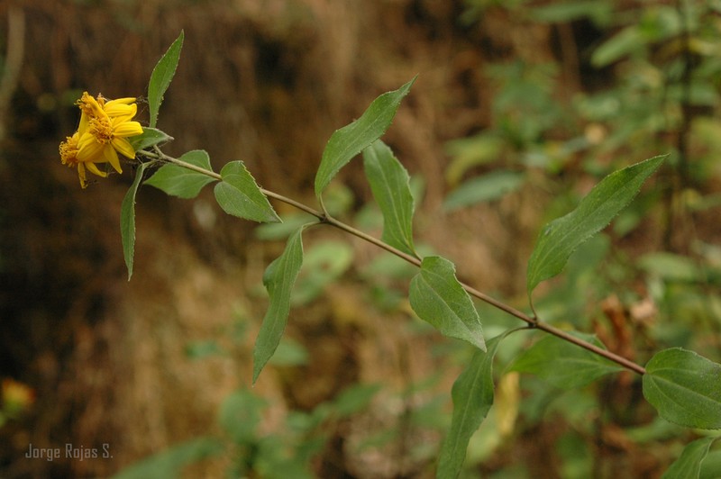 Perymenium berlandieri photo 2