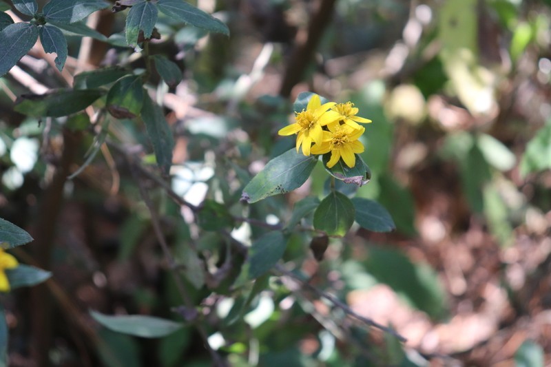 Perymenium berlandieri photo 4