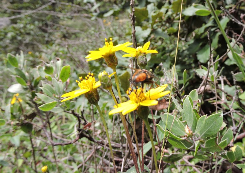 Perymenium berlandieri photo 5