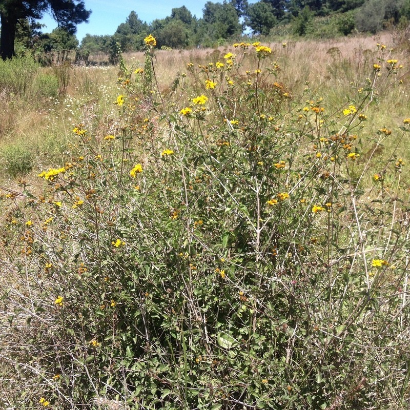 Perymenium berlandieri photo 7