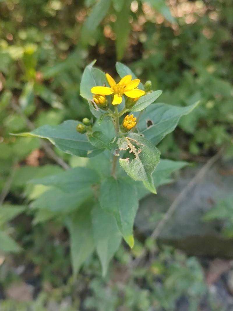 Perymenium berlandieri photo 8