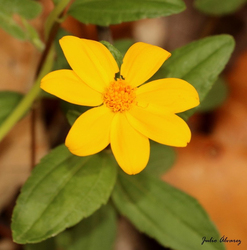 Perymenium buphthalmoides photo 2