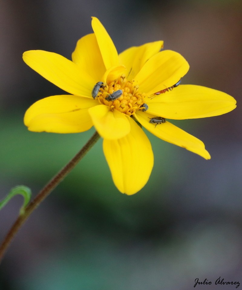 Perymenium buphthalmoides photo 3