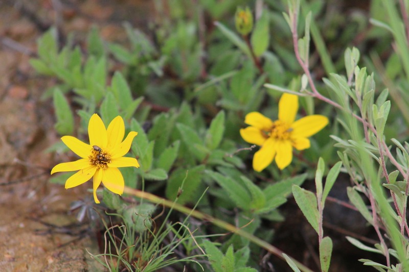 Perymenium buphthalmoides photo 4