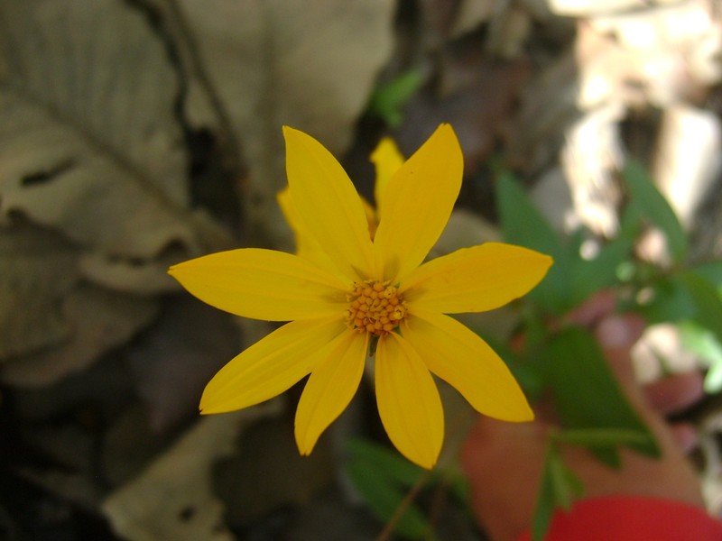 Perymenium buphthalmoides photo 5
