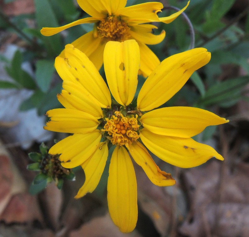 Perymenium buphthalmoides photo 6