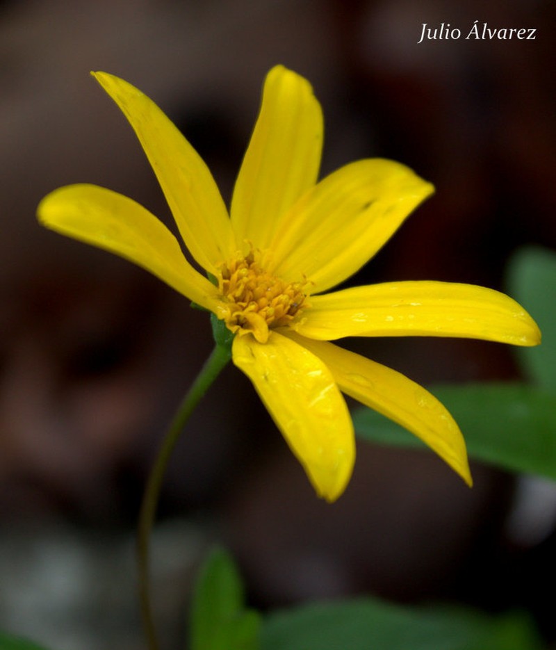 Perymenium buphthalmoides photo 7