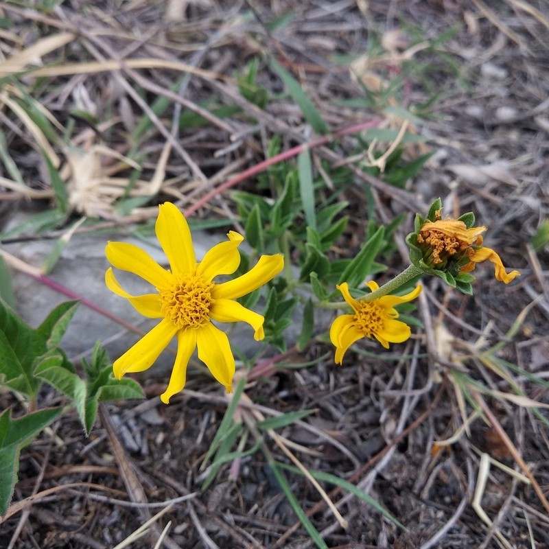 Perymenium buphthalmoides photo 8