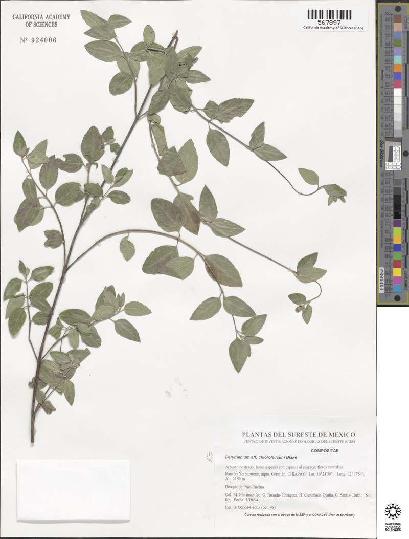 Perymenium chloroleucum