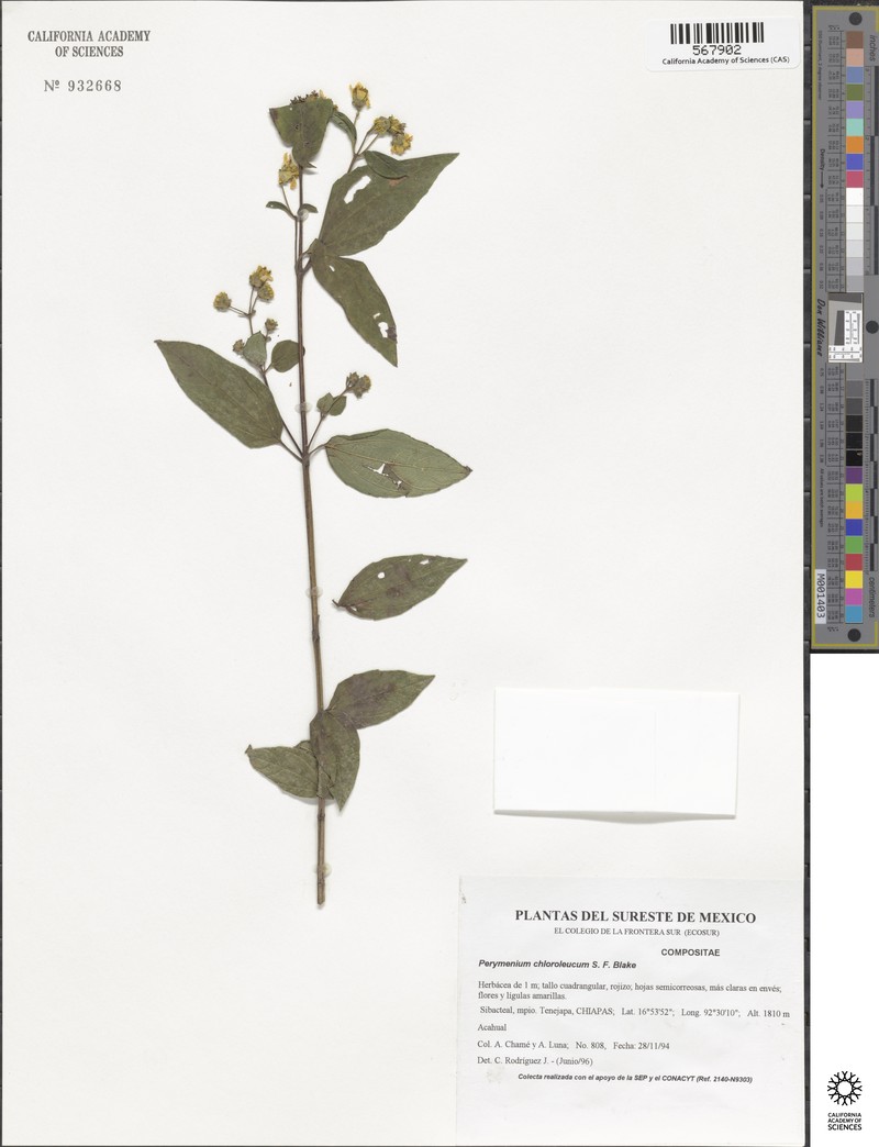 Perymenium chloroleucum photo 2