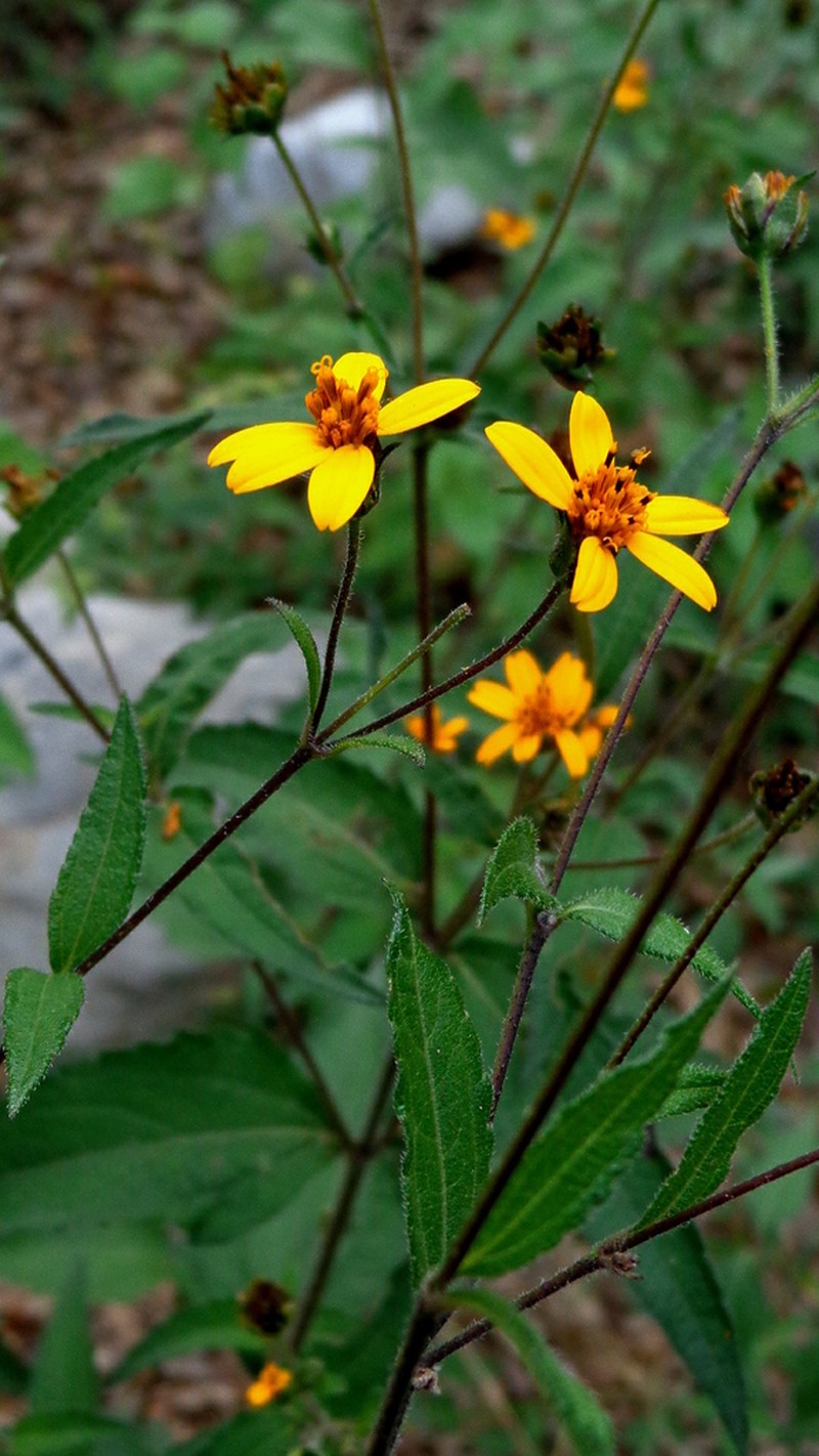Perymenium cornutum