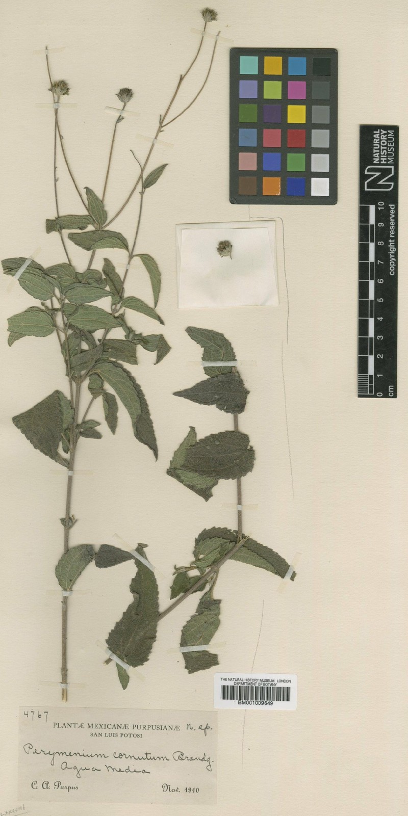 Perymenium cornutum photo 2