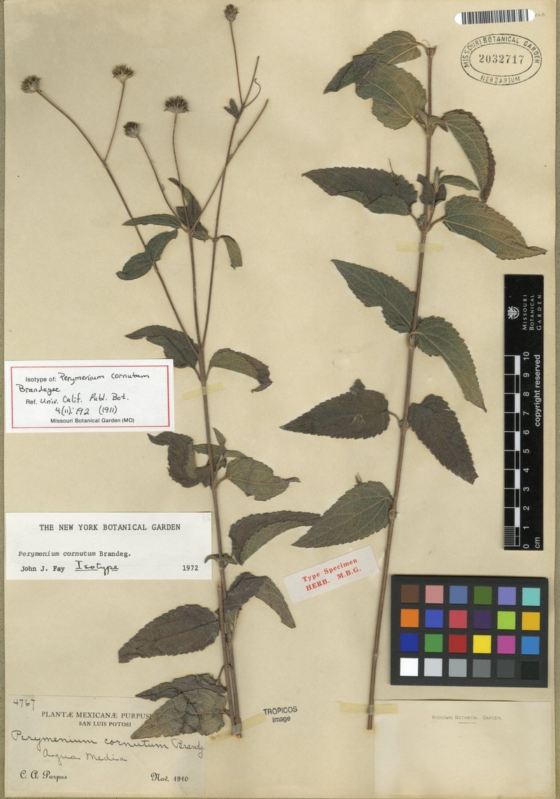Perymenium cornutum photo 3